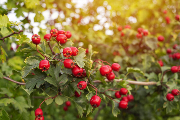 A Cotoneaster bush with lots of red berries on branches, autumnal background. Wild bushes with red berries in the park.
