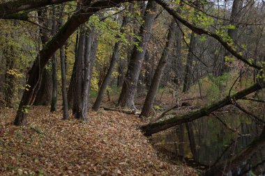 Ormanda sonbahar atmosferi, sarı yapraklar ve yağmur