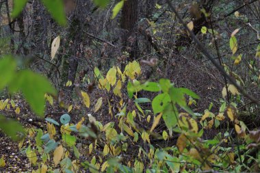 Ormanda sonbahar atmosferi, sarı yapraklar ve yağmur