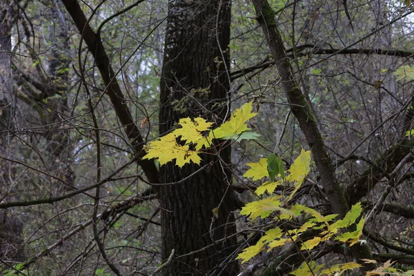 秋天的森林气氛 黄叶和雨 — 图库照片