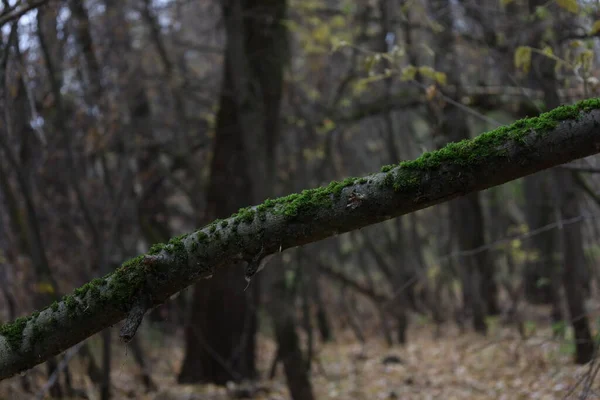 Umgestürzte Bäume Herbstwald — Stockfoto
