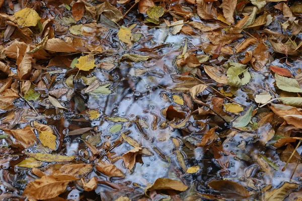 Pudim Floresta Outono Água Folhas Secas — Fotografia de Stock