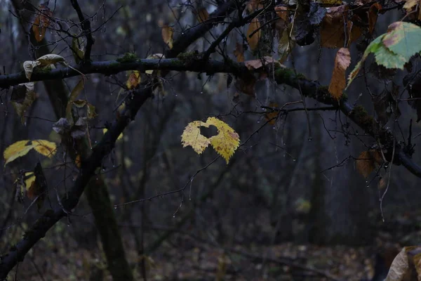 Podzimní Atmosféra Lese Žluté Listí Déšť — Stock fotografie