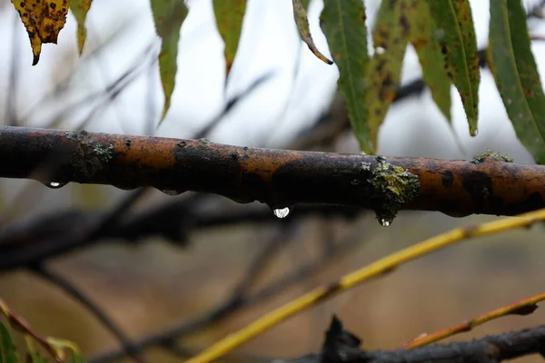 Krople Deszczu Jesiennym Lesie Zbliżenie — Zdjęcie stockowe