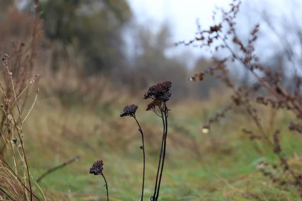 Herbstwiese Gras Nebel Getrocknete Kräuter — Stockfoto