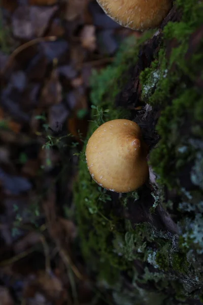 Hemipholiota Mushroom Autumn Forest — Stock Photo, Image