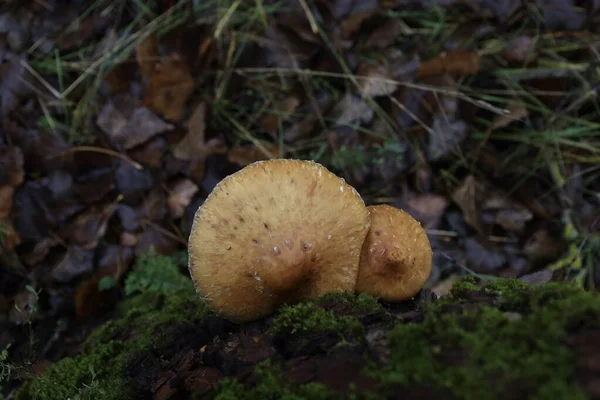 Cogumelo Hemipholiota Floresta Outono — Fotografia de Stock