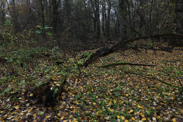 Ormanda sonbahar atmosferi, sarı yapraklar ve yağmur