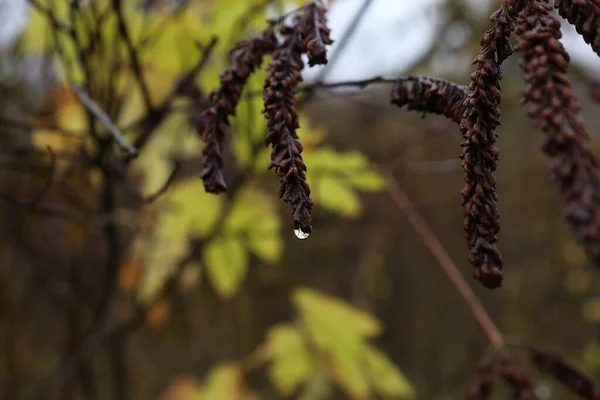 Капли Дождя Осеннем Лесу Крупный План — стоковое фото