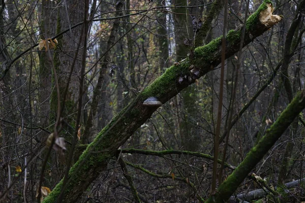 Grzyb Jesiennym Mglistym Lesie — Zdjęcie stockowe
