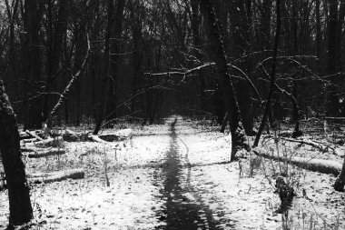 Dark forest, road in a gloomy winter forest clipart