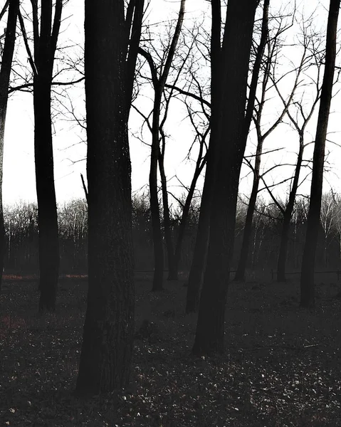 Gloomy forest, dark autumn nature