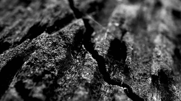 Textura Madeira Queimada Atmosfera Floresta Escura — Fotografia de Stock
