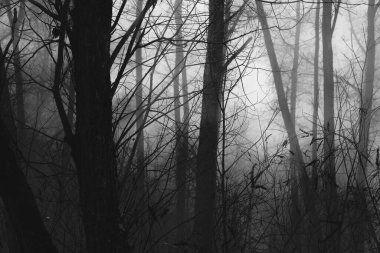 Karanlık sisli orman, siyah metal orman, siyah beyaz korkunç orman.