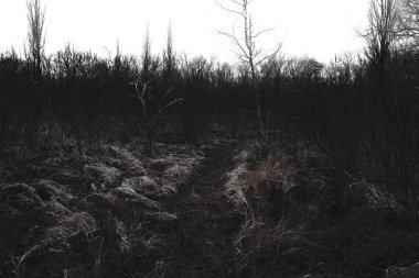 Road, path in the winter gloomy forest, black metal atmosphere clipart