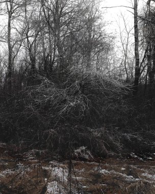 Kasvetli kış ormanı, siyah metal ormanı, siyah beyaz korkunç orman.