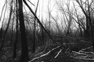 Gloomy winter forest, black metal forest, black and white scary forest clipart