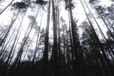 Dark autumn forest atmosphere, black and white forest, black metal mood clipart