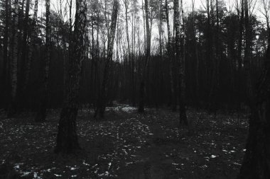 Yol, kışın kasvetli ormanın yolu, siyah metal atmosfer