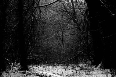 Gloomy winter forest, black metal forest, black and white scary forest clipart