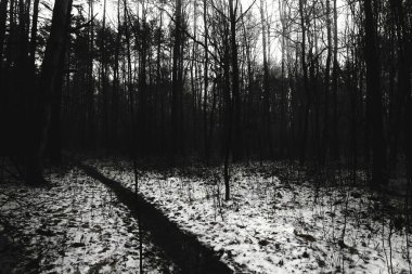 Yol, kışın kasvetli ormanın yolu, siyah metal atmosfer