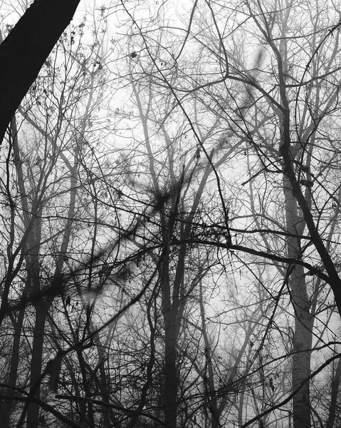 Dark misty forest, black metal forest, black and white scary forest