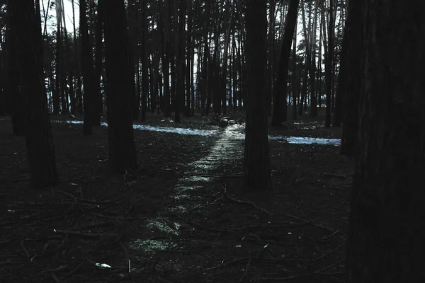 Gloomy winter forest, black metal forest, black and white scary forest