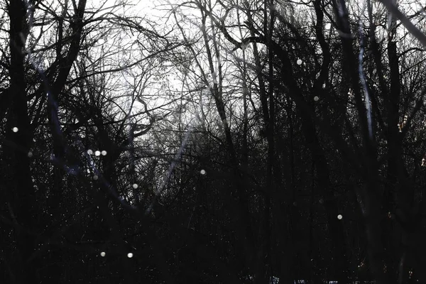 Abstract forest, gloomy winter mood, dark horror atmosphere, fallen tree pattern, autumn darkness
