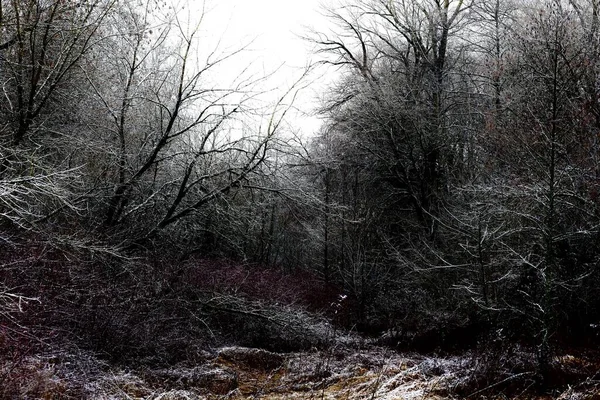 Kasvetli kış ormanı, siyah metal ormanı, siyah beyaz korkunç orman.