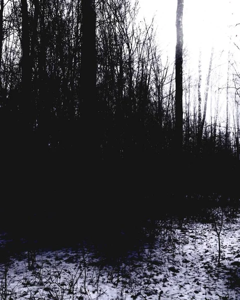 Gloomy winter forest, black metal forest, black and white scary forest