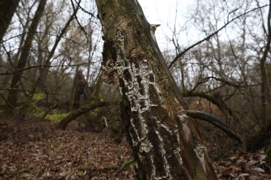 Tahtadaki beyaz küf, sonbahar ormanı atmosferi