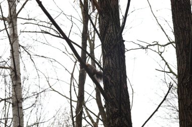 Sonbahar ormanlarında sincap, sonbahar ormanı atmosferinde