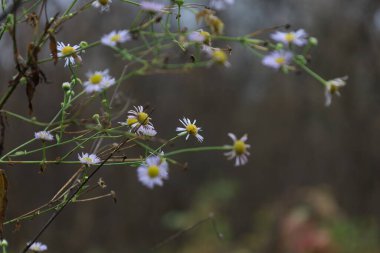 Sonbahar ormanlarında papatya çayı, sonbahar ormanı atmosferinde 