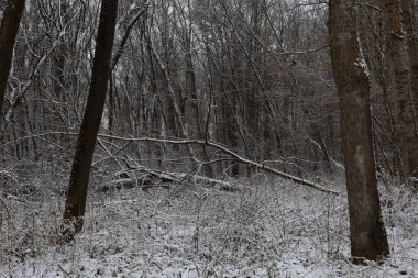 Karanlık kış ormanı atmosferi, kış doğası