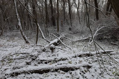 Karanlık kış ormanı atmosferi, kış doğası