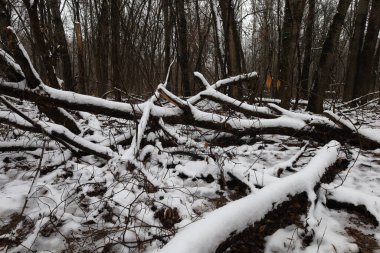 Karanlık kış ormanı atmosferi, kış doğası