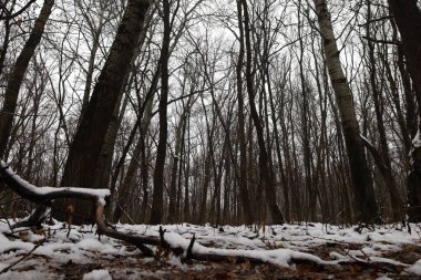 Karanlık kış ormanı atmosferi, kış doğası