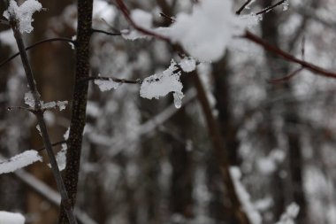 Ormanda ilk kar, dallarda kar, kış atmosferi.