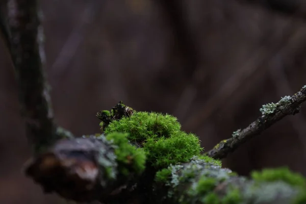 Frühlingshafte Waldatmosphäre Moosbewachsener Baum — Stockfoto