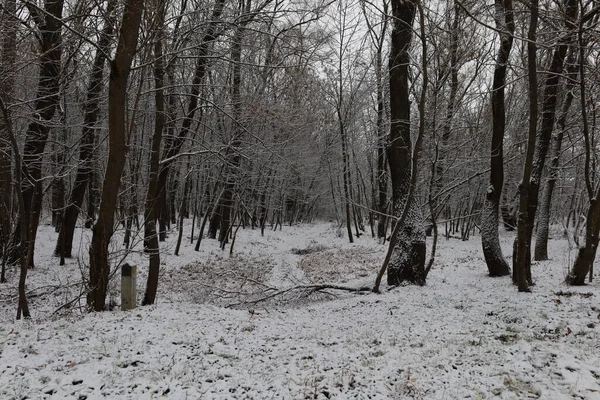 Path in winter dark forest, winter nature
