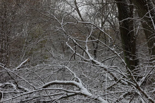 Dark winter forest atmosphere, winter nature