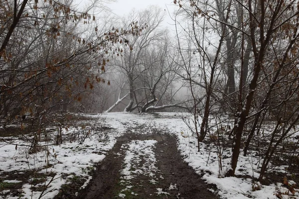 Path in winter dark forest, winter nature