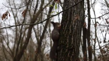 Squirrel on a tree in a windy autumn forest