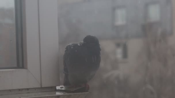 Lonely Dove Which Snow Falls Winter City Atmosphere — Vídeo de Stock