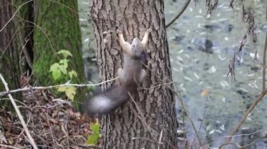 A squirrel quickly climbs a tree, autumn forest atmosphere 
