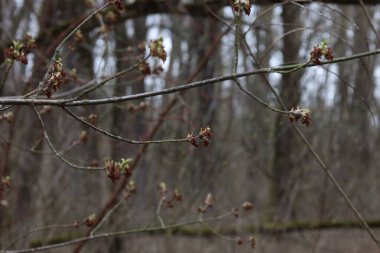 Spring forest atmosphere, first leaves