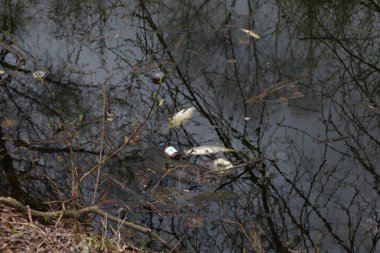 Dead fish and lake pollution, spring forest atmosphere 