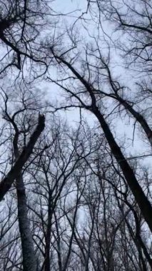Gloomy branches against the sky in the winter forest