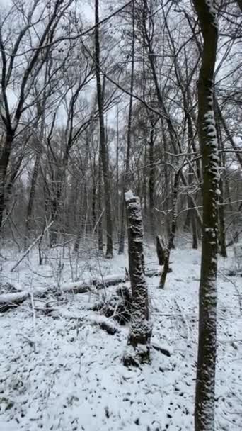 Kasvetli Kış Manzarası Karanlık Karlı Orman Atmosferi — Stok video