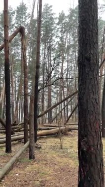 Pine forest after the storm
